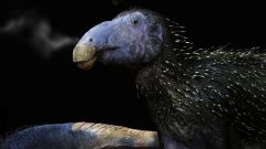 Dinosaur Skin Haolong Dongi Fossil Body Spikes