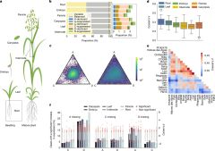Oat Oats Crop Sequencing Varieties Researchers