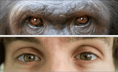 Eyes Sclera Species Humans National University Eye