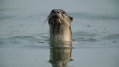 Otter Species Population Sanctuary India Otters