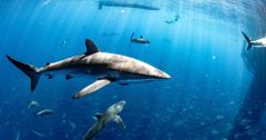 Sharks Sounds Shark New Zealand Scientists Rig