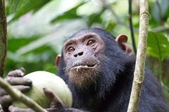 Chimpanzees Jane Goodall Climate Others Forest Chimpanzee