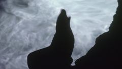 Sea Lions Salmon Sea Lions Fish Columbia River