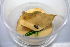 Mountains Caterpillar Species Sacramento Mountains Checkerspot Baine Butterfly