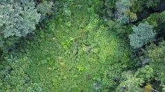 Snake Vine Snakes Team Inkaterra Species