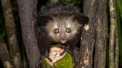 Aye Ayes Ayes Fingers Aye Teeth Lemurs