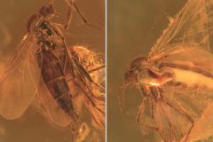 Pe 322 Czy 324 Ska Amber Species Years Gnat Robsonomyia