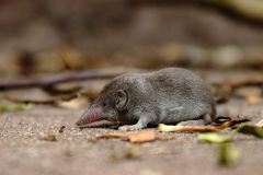 Species Shrews Shrew Christmas Island Shrew Christmas Island Extinction