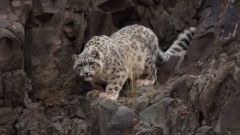 Snow Leopards Snow Species Leopards Population Diversity