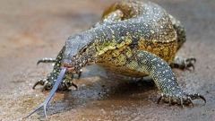 Monitors Florida Nile Usgs Fwc South Florida