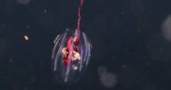 Waters Scientists Species Researchers Seas Jellyfish