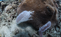Ad Free Ad Corals Plankton Pyrosomes Timor