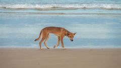 Dingoes People K'gari Island Incidents Population