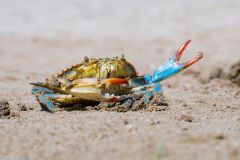 Crabs Chesapeake Bay Crab Fish Predation Percent