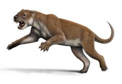 Collagen Marsupial Lion Koalas Years Bones Thylacoleo