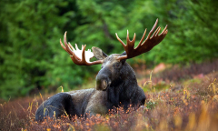 Members Ad Free Ad Nautilus Members Experience Moths