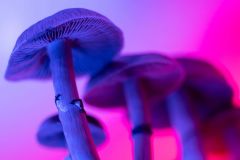 Psilocybin Insects Mushrooms Effects Fungi Role