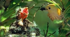 Parents Cowbirds Species Chicks Cowbird Cowbird Mothers
