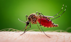 Mosquitoes Ad Experience Members Ad Free Nautilus Members