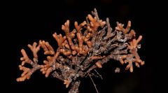Nitrogen Plants Bacteria Nitrogen Fixing Nodules Species