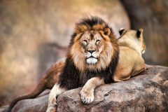 Humans Year Animals Deaths Animal World