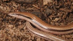 Species Lizard Emu Wildlife Skink Decade Scientists