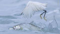 Wildlife Photo Photographer Torndirrup National Park Photographer Quentin Martinez Fort Davis