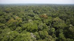 Carbon Forests Forest Study Age Tons