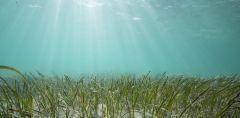 Seagrass Meadows Mollusks Shells Habitats Species