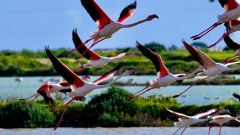 Portugal Whale Formosa Natural Park Home Species Region