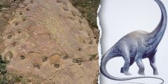 Dinosaur Trackway Footprints Romilio Trackways Colorado