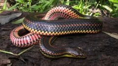 Snakes Incidents Cannibalism Study Behavior Food