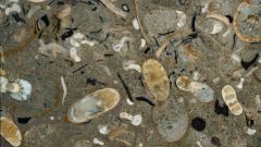 Squids Seas Cephalopods Mya Years Fossils