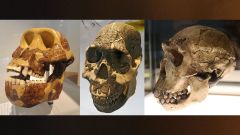 Hominins Plant Teeth Years Ancestors Change