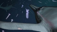 Flipper Noise Temnodontosaurus Ichthyosaurs Years Edge