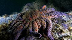 Starfish Disease British Columbia Researchers Sea Bacteria