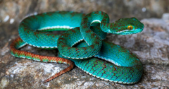 Species Snake Caves Study Researchers Biodiversity