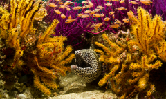 Corals Reefs Ad Free Ad Coral Sea Level