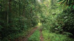 Species Scorpiops Krachana Scorpion Kaeng Krachan National Park Researchers Study