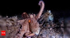 Arms Octopus Octopuses Study Limbs Smithsonian National Museum