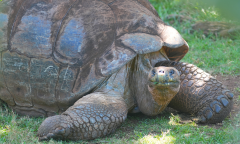 Zoos Zoo Reproduction Populations Species Experience