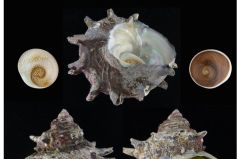 T Sazae Eastern Coast Jeju Island Climate Sea Research
