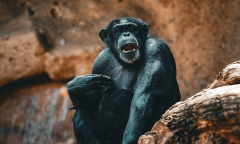 Calls Ad Experience Ad Free Bonobos Members