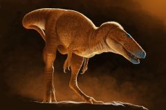 North America Species Tyrannosaur T Rex Years Tyrannosaurs
