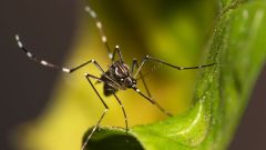 Mosquito Species Mosquitoes Aedes Albopictus Aedes Aegypti Ukhsa