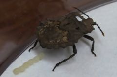 Organ Eggs Organs Tympanal Organ Females Stinkbugs
