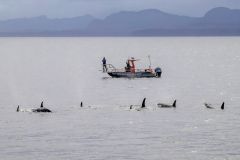 Dolphins Pacific White Orcas Whales British Columbia Killer