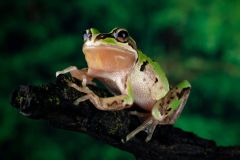 Frogs Fungus Bd Species Amphibians Alpine Tree Frogs