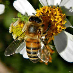 Bees Honey Bee Honey Bees Pollinators Species