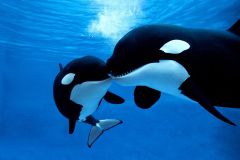 Orcas Loro Parque Fundaci Oacute N Bbc Science Javier Almunia Animals Whales
